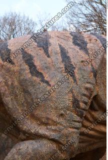 dinosaur skin 0001